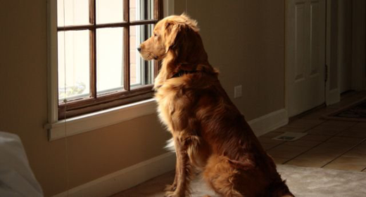 A Dog Who Knew When His Owner Was Coming Home – Rupert Sheldrake