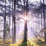 The Seven Keys to Awakening – Leonard Jacobson forest-sunlight-nature-trees-520