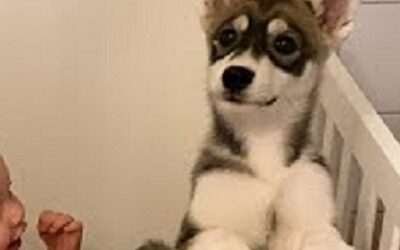 Baby Husky Grows Up With Baby Girl And They Do Everything Together