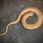 Guinea worm nears eradication, may be second human disease wiped out after smallpox 146615533_m-1024x683-1