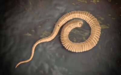 Guinea worm nears eradication, may be second human disease wiped out after smallpox