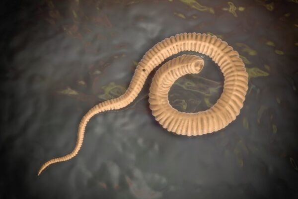 Guinea worm nears eradication, may be second human disease wiped out after smallpox