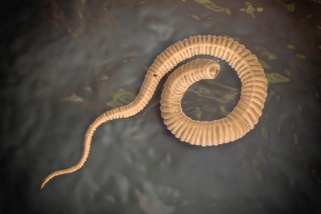 Guinea worm nears eradication, may be second human disease wiped out after smallpox