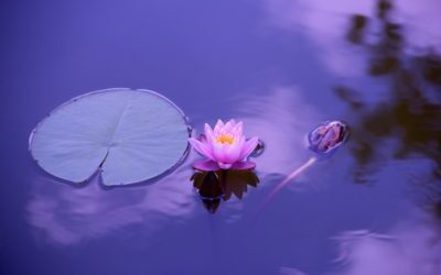 South Node Lunar Eclipse – A Portal of Karmic Release