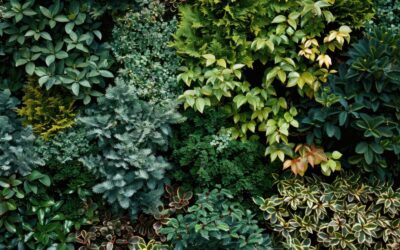 How plant “touch” boosts resilience: new research reveals surprising stress response
