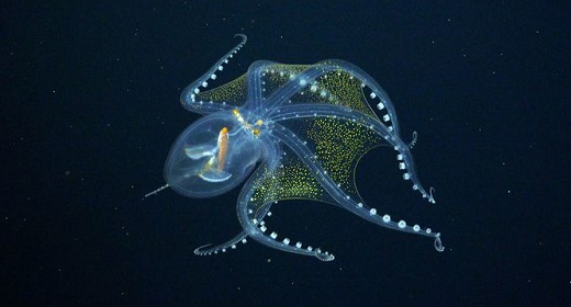 Ethereal ‘Glass Octopus’ Captured On Camera By Deep-Sea Scientists