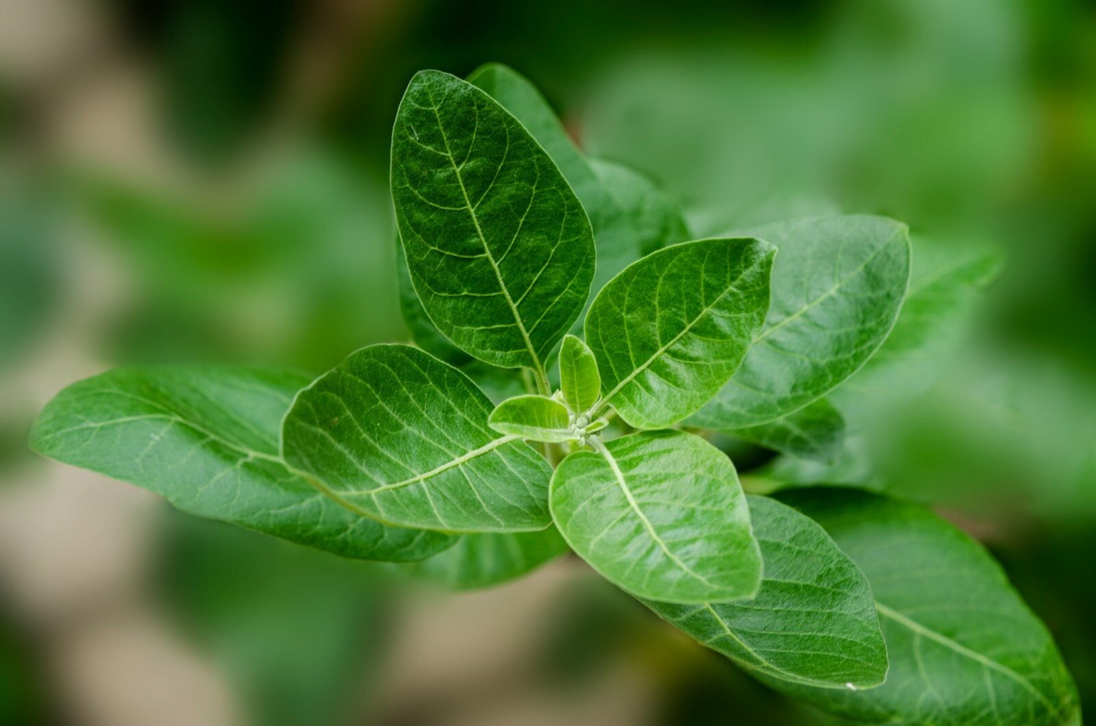 Ashwagandha Side Effects: What You Need to Know Before Trying It – Spirit Web
