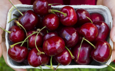 Top Health Benefits of Cherries & How to Enjoy Them – Ocean Robbins
