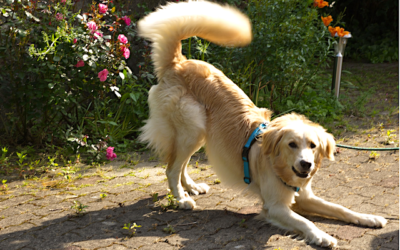 Going To The Dogs