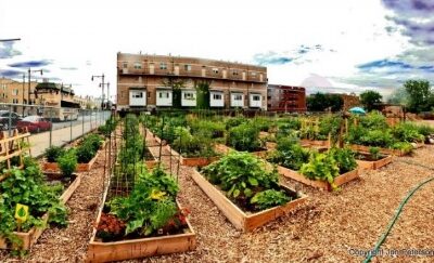 “Wartime Homefront Essential Skills” on BrightU: Turning barren land into “heaven on Earth” and the future of food