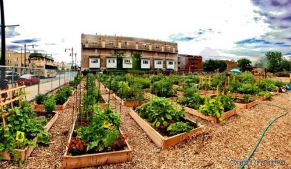 “Wartime Homefront Essential Skills” on BrightU: Turning barren land into “heaven on Earth” and the future of food