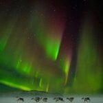 Wild-reindeer-under-the-Northern-Lights