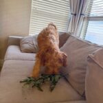 2.20 Friday Faves lola-eating-a-branch-768x1024-1