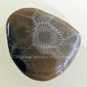 Petoskey Stone Embodies Mystical & Magical Energy