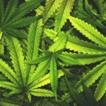New York Times Changes it Stance on the Dangers Posed by the Legalization of Recreational Marijuana pot