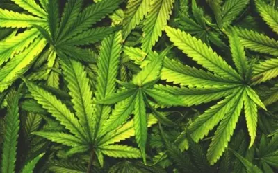 New York Times Changes it Stance on the Dangers Posed by the Legalization of Recreational Marijuana