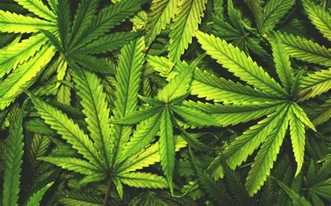 New York Times Changes it Stance on the Dangers Posed by the Legalization of Recreational Marijuana