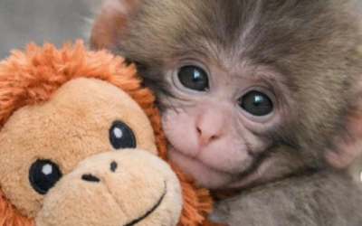Panchi Kun – melting a million hearts