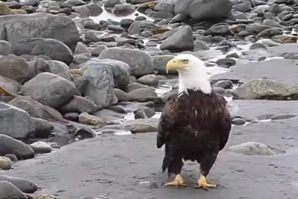 OUTRAGE: American Bald Eagle Killed in Minnesota by ‘Clean Energy’ Wind Turbine – The Details Are Horrific