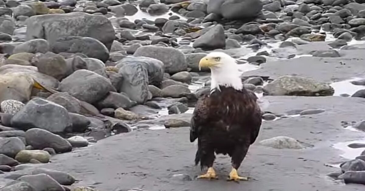 OUTRAGE: American Bald Eagle Killed in Minnesota by ‘Clean Energy’ Wind Turbine – The Details Are Horrific