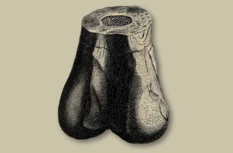 jack o'legs