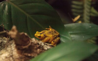 Panama’s golden frogs return to the wild after 17-year battle with deadly fungus