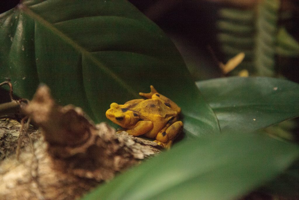 Panama’s golden frogs return to the wild after 17-year battle with deadly fungus