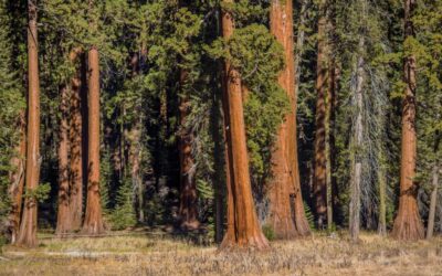 Giant sequoia clones from 3,000-year-old trees are taking root in Detroit
