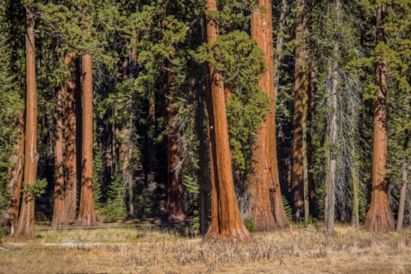 Giant sequoia clones from 3,000-year-old trees are taking root in Detroit