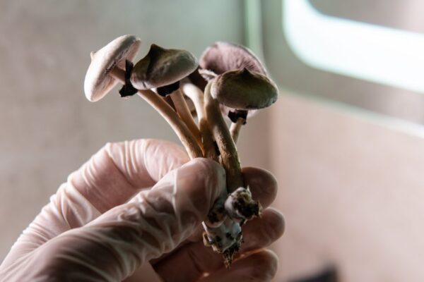 A single dose of psilocybin gave smokers six times better odds of quitting than the patch