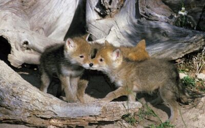 Urban coyotes are denning next door: here’s what to know