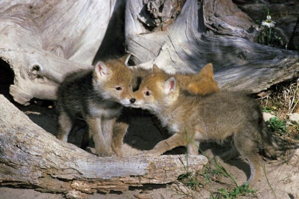 Urban coyotes are denning next door: here’s what to know