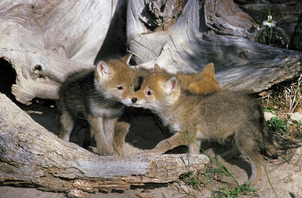 Urban coyotes are denning next door: here’s what to know