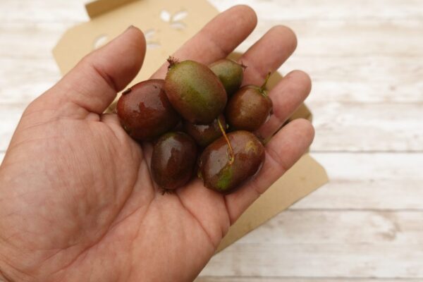 Why the kiwiberry might be the most nutritious fruit you’ve never tried