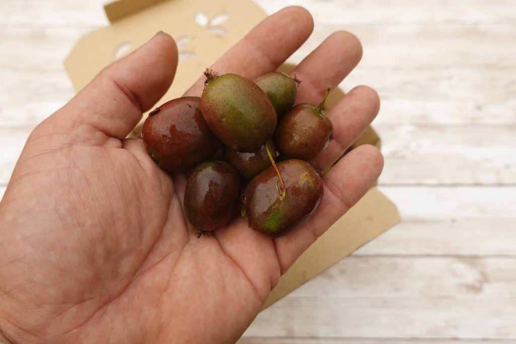 Why the kiwiberry might be the most nutritious fruit you’ve never tried