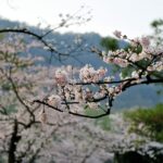 Where and when to catch peak cherry blossom bloom across the US this spring 35211174_m-1024x848-1