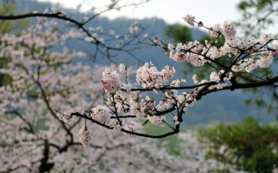 Where and when to catch peak cherry blossom bloom across the US this spring
