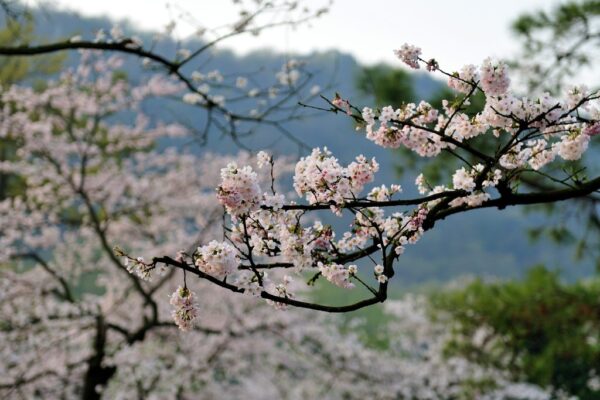 Where and when to catch peak cherry blossom bloom across the US this spring
