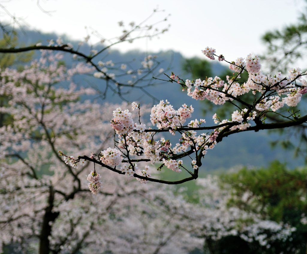 Where and when to catch peak cherry blossom bloom across the US this spring