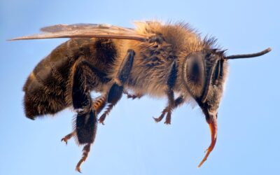 Explaining Belgium’s ‘wedding flight’ of 1,000 queen bees and how it is reviving Europe’s endangered dark bee