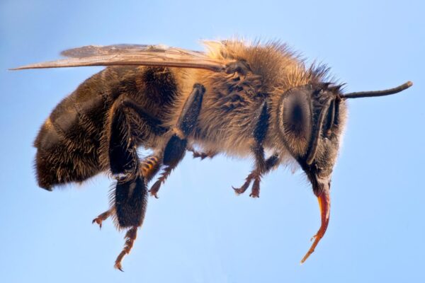 Explaining Belgium’s ‘wedding flight’ of 1,000 queen bees and how it is reviving Europe’s endangered dark bee