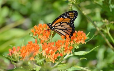 How Mexico’s conservation work brought monarchs back from the brink
