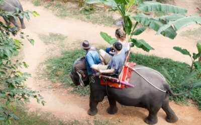 Indonesia bans elephant rides nationwide in landmark move for wildlife welfare