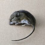 Excuse Me?! Dead Mouse Reportedly Found In Baby’s Mouth Sparks $122K Lawsuit (VIDEO) Excuse-Me-Portland-dad-reportedly-sues-landlord-for-122K-after-baby-found-with-dead-mouse-in-mouth