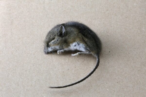 Excuse Me?! Dead Mouse Reportedly Found In Baby’s Mouth Sparks 2K Lawsuit (VIDEO)