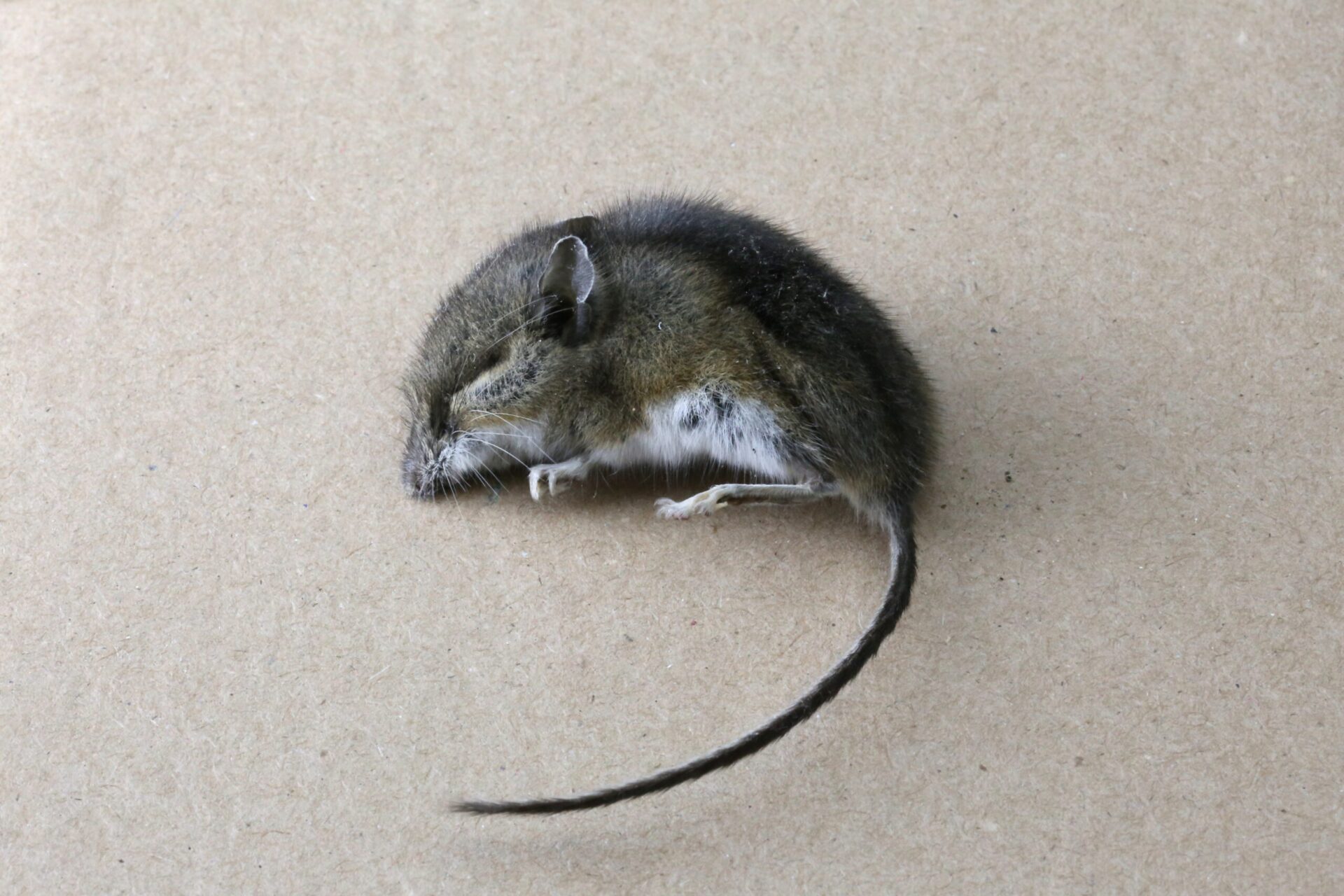 Excuse Me?! Dead Mouse Reportedly Found In Baby’s Mouth Sparks 2K Lawsuit (VIDEO)