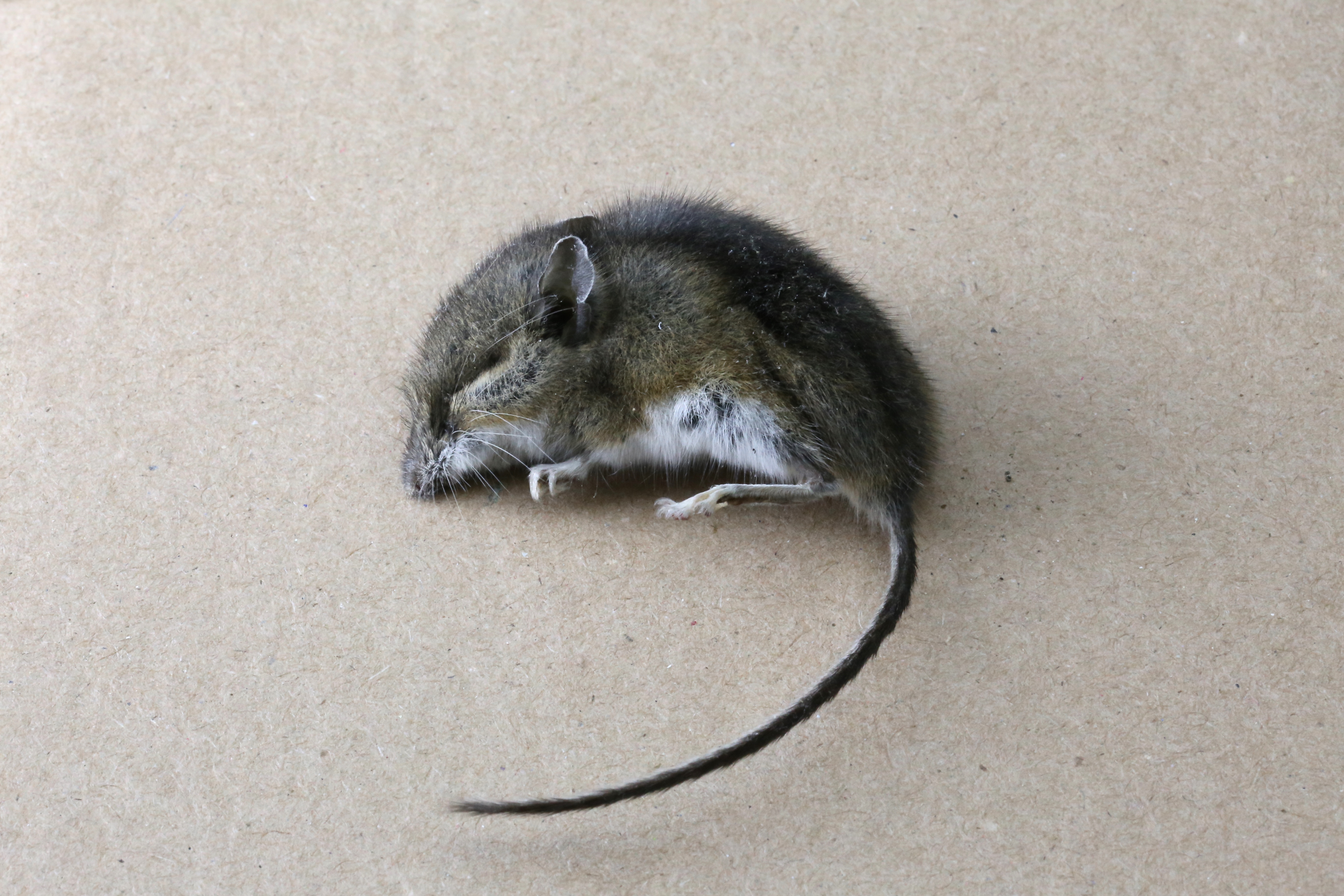Excuse Me?! Dead Mouse Reportedly Found In Baby’s Mouth Sparks 2K Lawsuit (VIDEO)