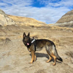 Blackline Safety pairs connected gas detection with K9 leak hunting