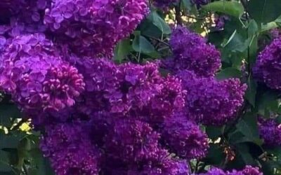 Our Sacred Planet Mother Earth in all of it’s Amazing Beauty and the Quote of the Day 85