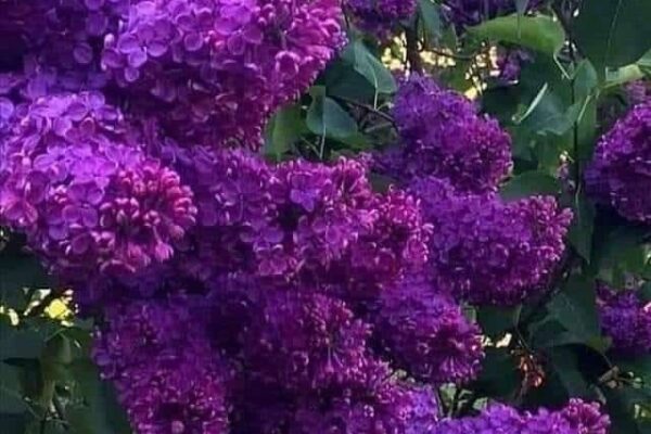 Our Sacred Planet Mother Earth in all of it’s Amazing Beauty and the Quote of the Day 85